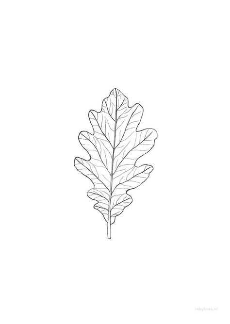 Oak Tree Leaf Tattoo, Oak Leaf Drawing, Flowers Moodboard, Oak Tattoo, Linear Drawings, Oak Leaf Tattoos, Oak Leaf Art, Leaf Drawings, Herb Embroidery