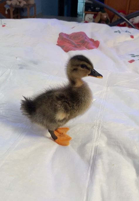 Black Duck, Black Duckling, Duckling Pictures, Puppy And Duckling, Cute Ducks In Water, Ducklings In Water, Mother Duck And Ducklings, Cute Ducklings, Pygmy Goat