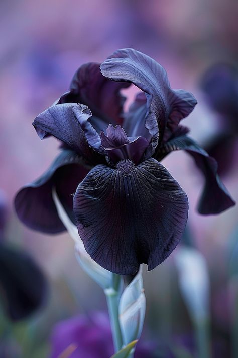 The Black Iris boasts velvety petals of deep, dark purple that appear almost black, offering a touch of gothic elegance to gardens. They’re perfect for adding contrast to lighter blooms.  Light: Full sun to partial shade Water: Regular watering, allow to dry between Soil: Well-drained, fertile soil Temperature: 50-70°F (10-21°C) Humidity: Moderate Fertilizer: Balanced fertilizer in spring and after bloomingPresents a spectacular contrast when planted among brightly colored flowers.  #iris #flowers #garden #blackbeauty Iris Aesthetic Flower, Iris Flowers Aesthetic, Black Iris Flower, Iris Flowers Garden, Iris Bouquet, Marker Watercolor, Flowers Iris, Indoor Grow, Iris Art