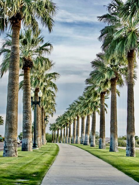 Arizona Palm Trees, Palm Trees Landscaping, Landscape Design Drawings, Palm Garden, Luxury Landscaping, Dubai Holidays, Front Garden Design, Street Trees, Lovely Flowers Wallpaper