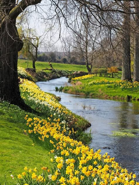 Flower Fields Aesthetic, Spring Landscape Photography, Golden Daffodils, Norfolk England, Spring Landscape, Pretty Landscapes, Spring Nature, Spring Aesthetic, Jolie Photo