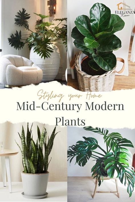 Modern house plants; Plants that produce the most oxygen; raven zz plant; love plants; summer indoor plants; big leaf indoor plants; Rare house plants; homegrown plants; Large low light indoor plants; Types of indoor plants; best oxygen indoor plants; plant décor; ideas how to arrange plants in living room; mid century modern plants;  Trending house plants Zz Plant Decor, Modern House Plants, Big Leaf Indoor Plant, Modern Midcentury Home, Raven Zz Plant, Rare House Plants, Mid Century Modern Accessories, Interior Styles Guide, Big Indoor Plants