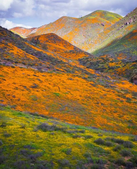 Super Bloom, Rural Area, April 2024, Real Life Stories, In Bloom, Nature Photos, Southern California, Flight, California