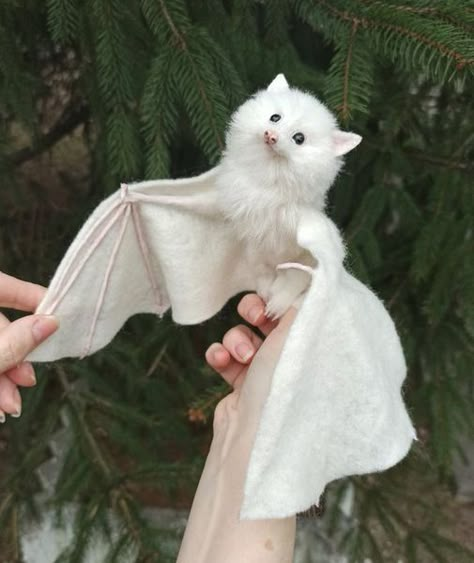 Animals Are Best Friends! | How totally beautiful is this albino bat | Facebook Majestical Animals, Unique Animals Beautiful, Rare Animals Real, Ms Midnight, Albino Vampire, Albino Oc, Albino Bat, Albino Cat, The Fools Journey