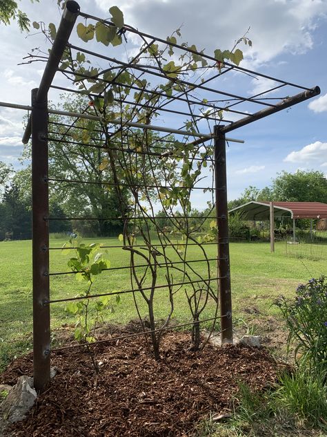 Small Grape Trellis, Grape Vines Pergola, Passionfruit Vine Trellis Ideas, Rebar Trellis Ideas, Rebar Pergola, Grape Vine Trellis Diy, Grape Trellis Ideas Diy, Grape Arbor Ideas Diy, Grapevine Trellis Ideas