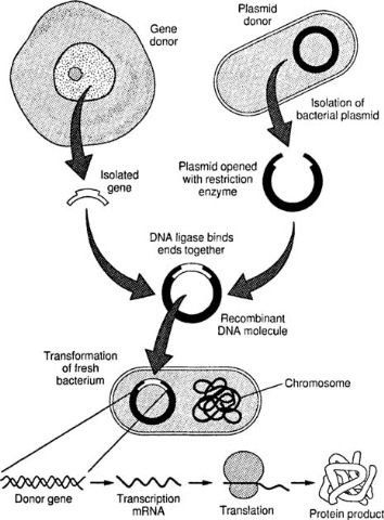 Use of Restriction Endonucleases and Ligase in Genetic Engineering Biotechnology Notes, Technology Worksheets, Recombinant Dna Technology, Dna Ligase, Dna Facts, Recombinant Dna, Biology Genetics, Ap Bio, Notes Life