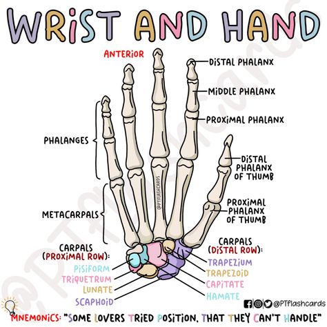 (1) PT flashcards på X: «Wrist and Hand: Carpal bones in the wrist ❤️ Reference: Tortora, Gerard J., and Bryan Derrickson. Principles of Anatomy and Physiology. 12th ed, John Wiley & Sons, 2010. #Anatomy #PhysicalTherapy #PTknows #PTstudygram #MedicalFacts #Studygram #PTreviews #Medicine #medstudent https://t.co/FJldgrr4zH» / X Wrist Bones Anatomy, Wrist And Hand Anatomy, Anatomy Nursing Notes, Wonderlic Study Guides, Anatomy Bones Studying, Study Tips For Anatomy And Physiology, A&p Study Tips Anatomy And Physiology, How To Pass Anatomy And Physiology, Intro To Anatomy And Physiology Notes