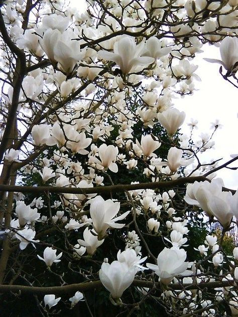 Magnolia tree varieties bloom in white, pink, magenta, yellow, and many hues in between. Magnolia Blossom, Flowers Blooming, White Magnolia, Moon Garden, Magnolia Trees, Tree Seeds, White Gardens, Deco Floral, Magnolia Flower