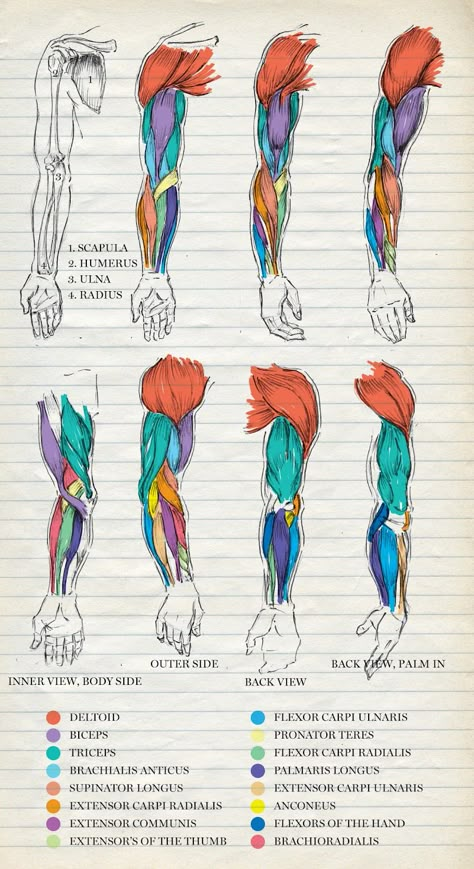 Science Drawing, Medicine Notes, Medicine Studies, Medical Student Study, Human Body Anatomy, Medicine Student, Human Anatomy Drawing, Medical School Studying, Medical School Essentials