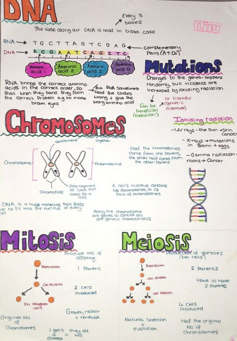 #lilysrevisionnotes #biology #gcse #cells #dna Dna Study Notes, Biology Revision Gcse Mitosis, Dna Notes Biology Aesthetic, A Level Biology Lipids, Structure Of Dna Notes, Biology Dna Notes, Higher Human Biology Notes, Crimeology Notes, Biology Notes Genetics