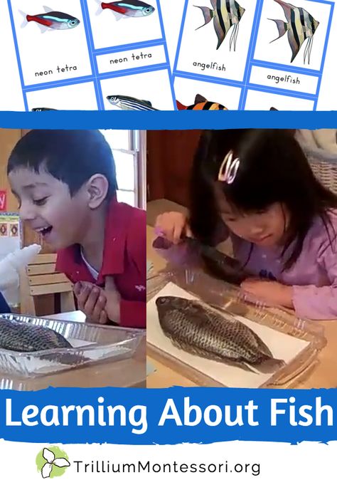 Learning About Fish (ideas for preschool and Montessori) Fish Montessori Activities, Fish Lesson Plans Preschool, Fish Activities For Kids, Fish Activities For Preschool, Fish Unit Study, Ocean Animals Preschool, Montessori Preschool Activities, Fish Project, Montessori Activities Preschool