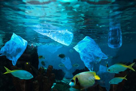 Pollution Images, Polluted Ocean, تلوث المياه, Ocean Environment, Marine Poster, Marine Pollution, Ocean Pollution, La Pollution, Environmental Pollution