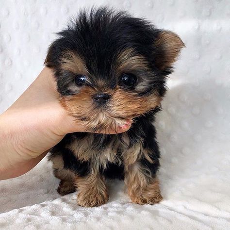 Mini puppies 🐶 . Cutest Puppy Breeds, Yorkie For Sale, Teacup Yorkie For Sale, Puppy Husky, Micro Teacup Puppies, Yorkies For Sale, Teacup Yorkies, Teacup Dogs, Cute Teacup Puppies