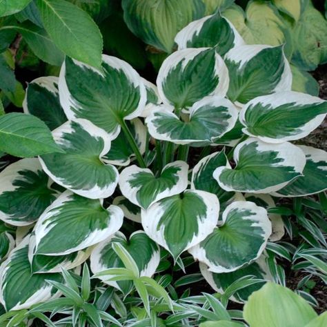 A popular white-margined hosta, 'Minuteman' has been given an Award of Garden Merit by England's Royal Horticultural Society. This handsome hosta is often used in edging, in beds and borders, and can be propagated in early spring or late summer. Very dark green, satiny leaves provide dramatic contrast when set against bright white margins in 'Minuteman.' Leaves are sometimes wavy and slightly cupped. A low-maintenance hosta, 'Minuteman' performs best in USDA Zones 3-9. Heat- and sun-tolerant, 'Minuteman' is similar to the 'Patriot' hosta, though it boasts thicker leaves and darker green centers. Hostas For Sunny Areas, Full Sun Hostas, Hosta Minuteman, Sun Hostas, Hosta Patriot, Hosta Guacamole, Hosta Plantaginea, Green Veins, Hgtv Garden