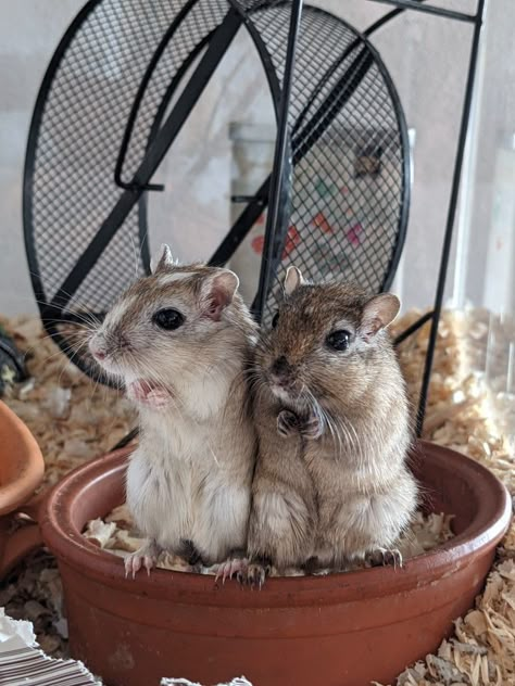 Cute Gerbils, Gerbils Cute, Pet Hamster, Gerbil Cages, Hamster Life, Hamster Habitat, Baby Hamster, Hamster Cages, Cute Rats