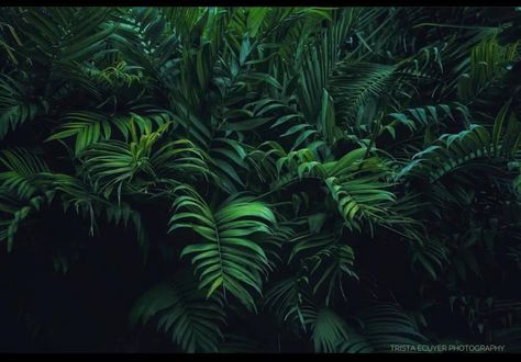 Greenery Desktop Wallpaper, Plant Aesthetic Horizontal, Greenery Laptop Wallpaper, Plant Aesthetic Wallpaper Laptop, Plant Background Aesthetic Landscape, Plant Aesthetic Widget, Plants Wallpaper Laptop, Plant Wallpaper Laptop, Plant Laptop Wallpaper