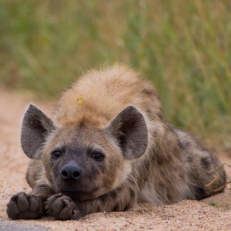 Hyenas Aesthetic, Spotted Hyena Aesthetic, Hyena Aesthetics, Hyena Wallpaper, Hyena Cute, Hyena Photography, Hyena Therian, Hyena Laughing, Aesthetic Animal Wallpaper