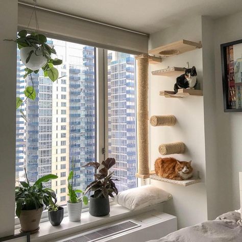 Cat Friendly Studio Apartment, Cat Playroom, Cat Station, Diy Cat Wall, Oreo Ideas, Cat Apartment, Katt Diy, Cat Room Decor, Cat Climbing Wall