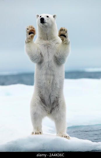 Spitsbergen Svalbard - polar bear standing on two legs Stock Photo Polar Bear Standing Up, Polar Bear Photo, Polar Bear Photography, Polar Bear Standing, Bear Puppet, Polar Bear Fur, Photo Ours, Polar Bear Drawing, Polar Bear Images