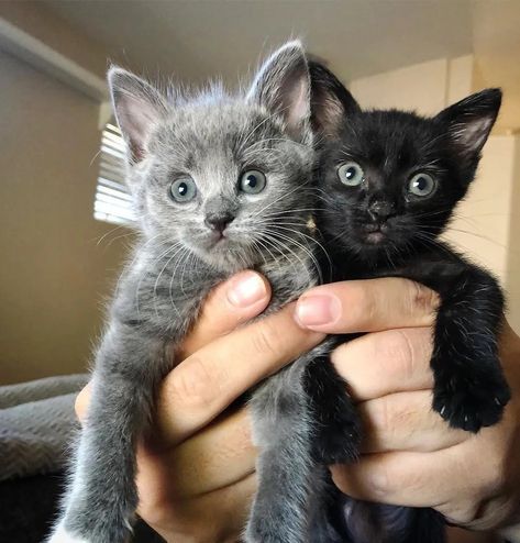 Two Kittens, Cute Cats Breeds, White And Black Cat, Mom Looks, Cats And Kittens Cute, Cats With Big Eyes, Grey Kitten, Sleeping Kitten, Cute Cat Breeds