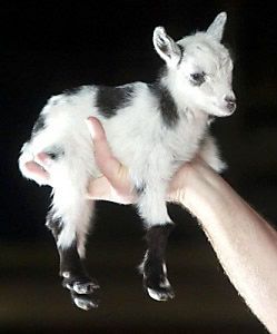 Miniature Goats, Miniature Farm, Pygmy Goats, Mini Goats, Pet Goat, Micro Pigs, Goats And Sheep, Food Miniatures, Pygmy Goat