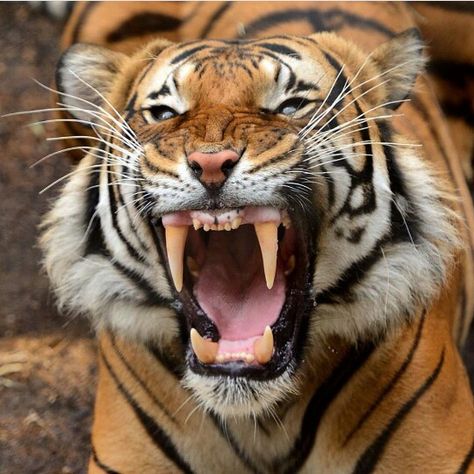 Tiger's roar Panthera Tigris, Tiger Pictures, Animal Reference, Animal References, Tiger Tattoo, A Tiger, Big Cat, The Tiger, Wild Life