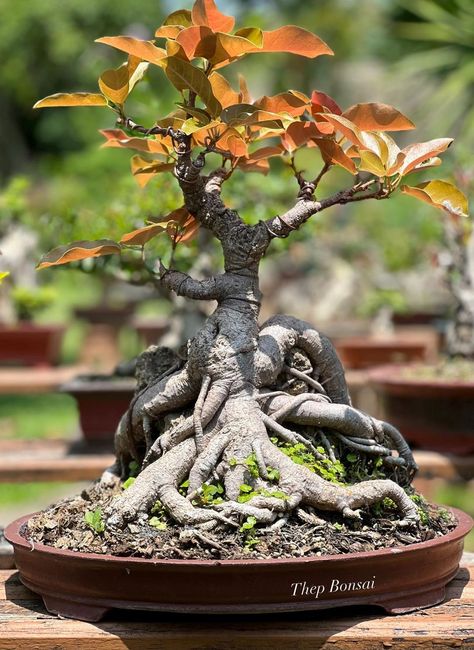 Bonsai Tree Ficus, Tiger Bark Ficus Bonsai, Ficus Bonsai, Ficus Ginseng, Bonsai Fruit Tree, Bonsai Ficus, Ficus Ginseng Bonsai, Bonsai Techniques, Garden Crafts Diy