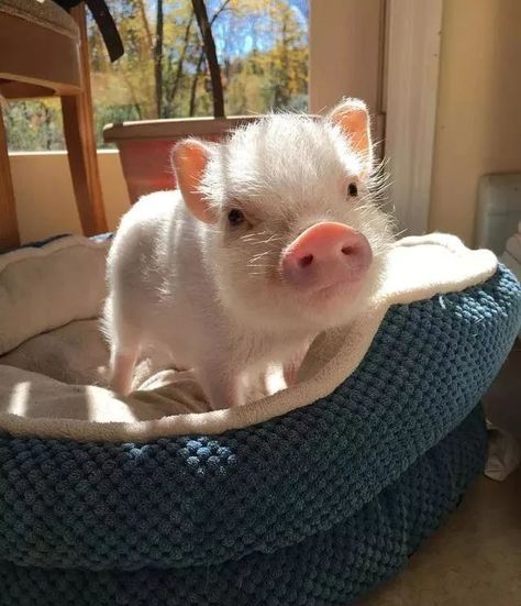 Teacup Pig, Cute Piglets, Mini Pigs, Cute Piggies, Pet Pigs, Baby Animals Pictures, Baby Pigs