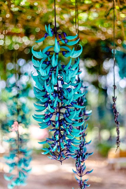 Jade Vine, Ficus Pumila, Plants For Hanging Baskets, Native Flowers, Trailing Plants, Unusual Plants, Unusual Flowers, Most Beautiful Flowers, Rare Flowers