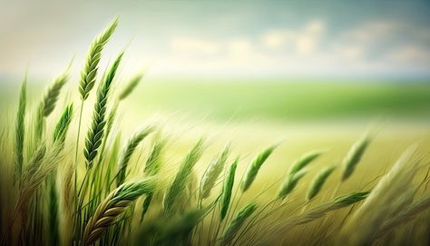 Spring grain the concept of agriculture ... | Premium Photo #Freepik #photo #harvest #crops #wheat-farm #corn-field Agriculture Pictures Drawing, Farm Background Wallpapers, Crop Background, Harvest Background, Farming Landscape, Agriculture Pictures, Wheat Farm, Farm Background, Agriculture Background