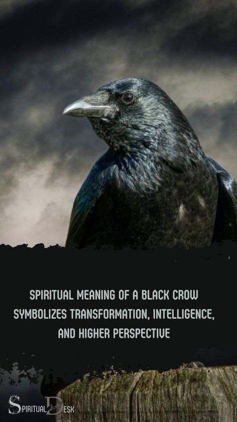 The spiritual meaning of a black crow symbolizes transformation, intelligence, and higher perspective. Often associated with mystery, magic, and spiritual guidance, crows serve as messengers for the spiritual realm and offer insights into the unknown. #offer #insight #guidance #magic #mystery #perspective #intelligence #transformation #meaning Crows Meaning, Crow Meaning, Spirit Animal Meaning, Animal Meanings, Native American Spirituality, Higher Perspective, Black Crows, Spiritual Realm, Celtic Mythology