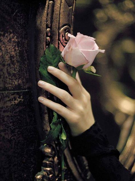 A rose, a portal … a Faerie Tale Tale As Old As Time, Pretty Princess, Ralph Waldo Emerson, Trik Fotografi, Story Inspiration, A Rose, Writing Inspiration, Once Upon A Time, Beauty And The Beast