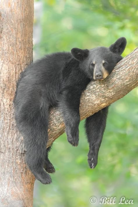 Bear Aesthetic, Sun Bear, Animal Photography Wildlife, American Black Bear, Moon Bear, American Wildlife, River Cabin, Wild Animals Pictures, Black Bears