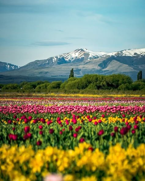 Tulipanes en Trevelin, Provincia de Chubut, República de Argentina Backpacking South America, South American Countries, Patagonia Argentina, Argentina Travel, Countries To Visit, Future Travel, Dream Destinations, World Traveler, Countries Of The World