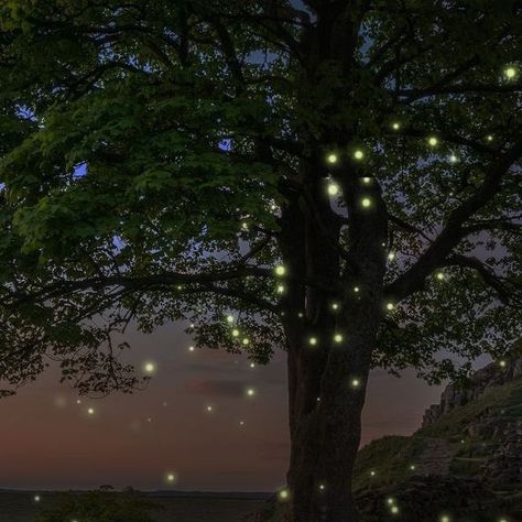 Unstumbled on Instagram: "Experience magic in the forests of Maharashtra. As the first showers of monsoon start, certain places in Maharashtra light up with thousands of fireflies.   This gorgeous sight lasts for around a month and is known as the firefly festival.   Save this post and make sure to spend a weekend under the stars, surrounded by fireflies!   #fireflies #maharashtra #firefly #firefliesfestival #igatpuri #treks #nature #forests" Where The Crawdad Sings, Fireflies Aesthetic, Firefly Aesthetic, Firefly Garden, Firefly Forest, Fantasy Cottagecore, Firefly Festival, Crawdads Sing, Forest Fairytale