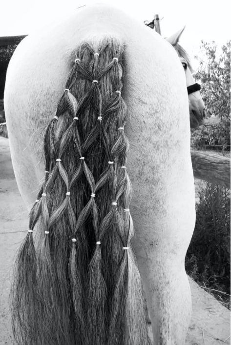 Horse Tail Braid, Horse Hairstyles, Mane Braids, Horse Mane Braids, Horse Braids, Horse Hair Braiding, Horse Braiding, Tail Braids, Show Jumping Horses