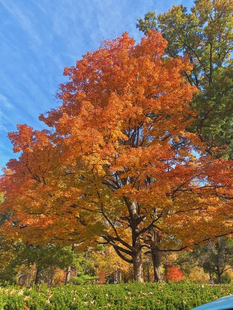 Autumn Trees Aesthetic, Autumn Trees Photography, Fall Color Trees, Red Oak Tree, Color Practice, Trees In Autumn, Seasonal Tree, Tree Town, Trees Autumn