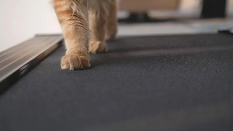 Diy Treadmill, Cat Treadmill, Excited Cat, Cat Exercise, Cat Towers, Older Cats, Cat Call, Veterinary Hospital, Cat Parenting