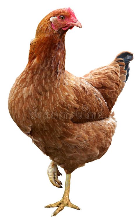 Photo about Brown hen isolated on a white background. Image of fowl, live, domestic - 45795621 Live Chicken Pictures, Rooster Vs Hen, Chicken Reference, Hen Pictures, Hen Images, Rooster Pictures, Pictures Of Chickens, Silkie Rooster, Tattoos Pets