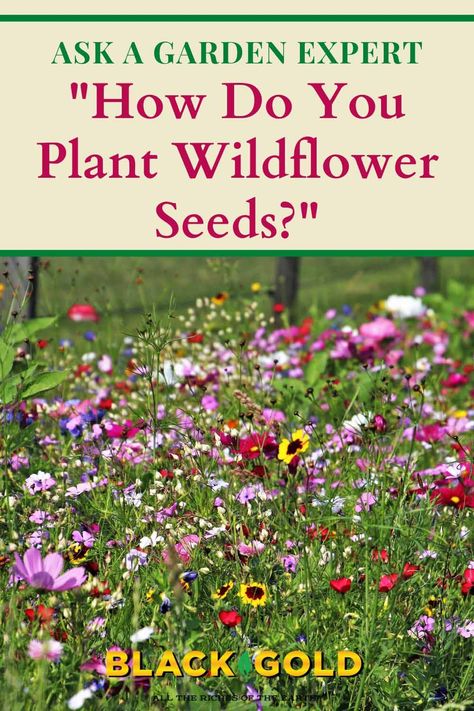 “What is the best way to plant wildflower seeds. I am preparing a spot on a sunny hill, taking the grass and roots out down to the dirt. I know I have to mix the seeds with sand. Are there any other tips on making them thrive? I appreciate the advice.  Thank you.” Question from Lexy of Weare, New Hampshire #wildflower #seed #seeds #planting #diy #howto Wild Flower Beds In Front Of House, Wild Flowers Backyard, Wild Flowers Yard, Planting Wild Flowers Garden Ideas, Best Wild Flowers To Plant, Wild Flower Gardens Backyards, Wildflower In Pots, Wildflower Yard Ideas, Wild Flower Front Garden