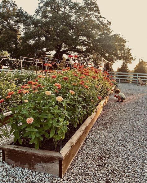 Wildflower Raised Garden Bed, Wildflower Raised Bed, Raised Bed Cut Flower Garden, Cut Flower Raised Bed, Joanna Gaines Garden, Morning Magic, Mother Garden, Growing Carrots, Cut Flower Farm