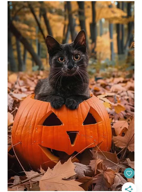 Fridge Art, Regard Animal, Fall Cats, Chat Halloween, Art 2024, Cat Tattoos, Halloween Photo, Cat Halloween Costume, Shotting Photo