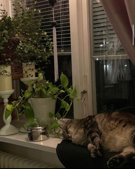 Cat Aesthetic Green, Christine Core, Cat And Plants, Cafe Plants, Insta Board, Cat Plants, Goblin Core, Funny Pets, Apartment Aesthetic