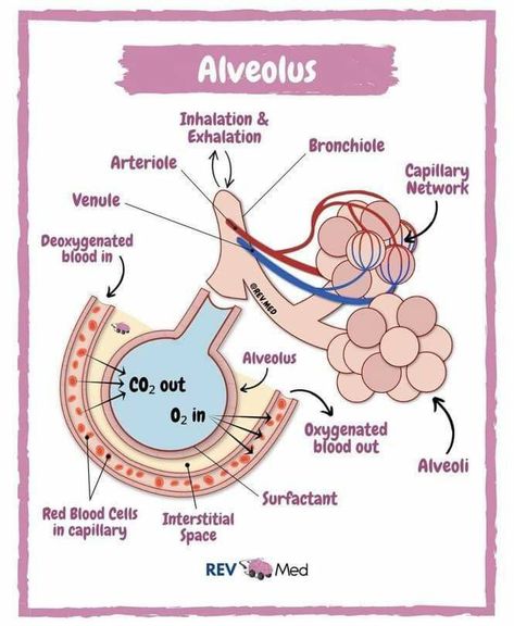 Gas Exchange, Anatomy Notes, Nursing School Essential, Basic Anatomy, Anatomy Lessons, Nurse Study, Basic Anatomy And Physiology, Nurse Study Notes, Nursing Student Tips
