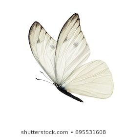 Butterfly Images, Stock Photos & Vectors | Shutterstock White Buterfluffy, Butterfly White Background, Butterfly On White Background, White Butterfly Tattoo, Macro Fotografia, Butterfly Icon, Butterfly Image, Shutterstock Images, 2 Butterflies