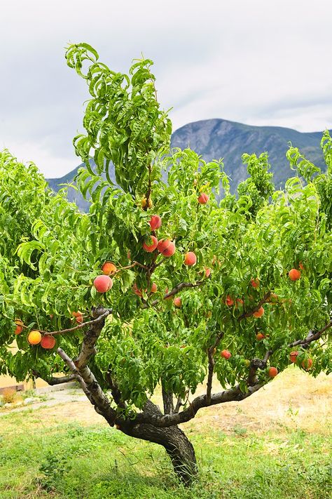 Peach tree Peach Varieties, Fruit Growing, Growing Fruit Trees, Peach Tree, Peach Trees, Growing Fruit, Tree Care, Fruit Garden, Food Garden