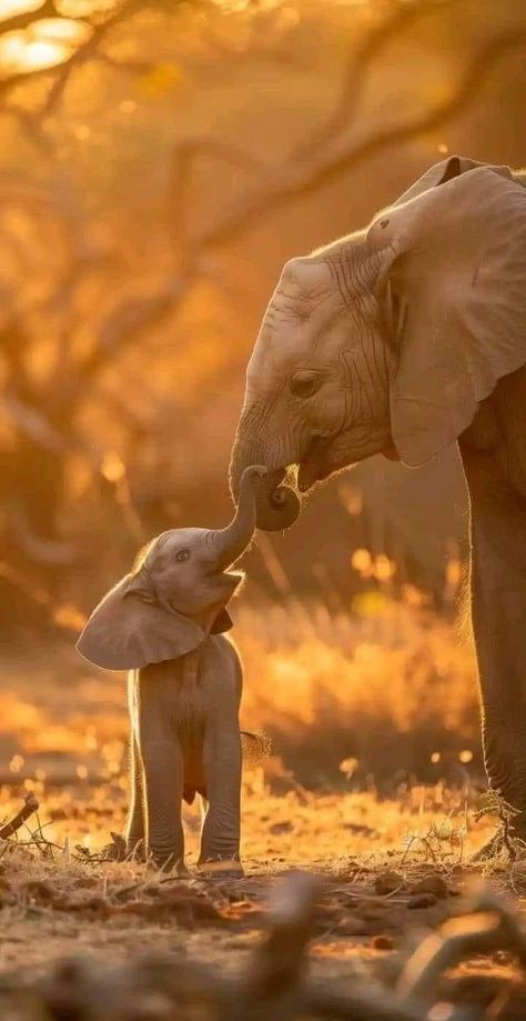 Cute Elephant Pictures, Serie Bmw, Elephants Photos, Elephant Pictures, Baby Elephants, Bible Ideas, Elephant Love, Pretty Animals, Cute Elephant