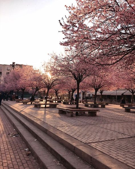 Alessia 🌸 on Instagram: “🌸 Sakura season 🌸” Alessia Core, Sakura Aesthetic, Sakura Season, Spring In Japan, Issa Vibe, Espresso Shot, Feels Like Home, Spring Vibes, Travel Inspo