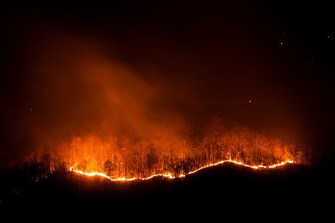 Forest Fire Art, Fire In The Woods, Fire Landscape, Burning Forest, Fire At Night, Trees At Night, Fire Tree, Burning Tree, Fire Night