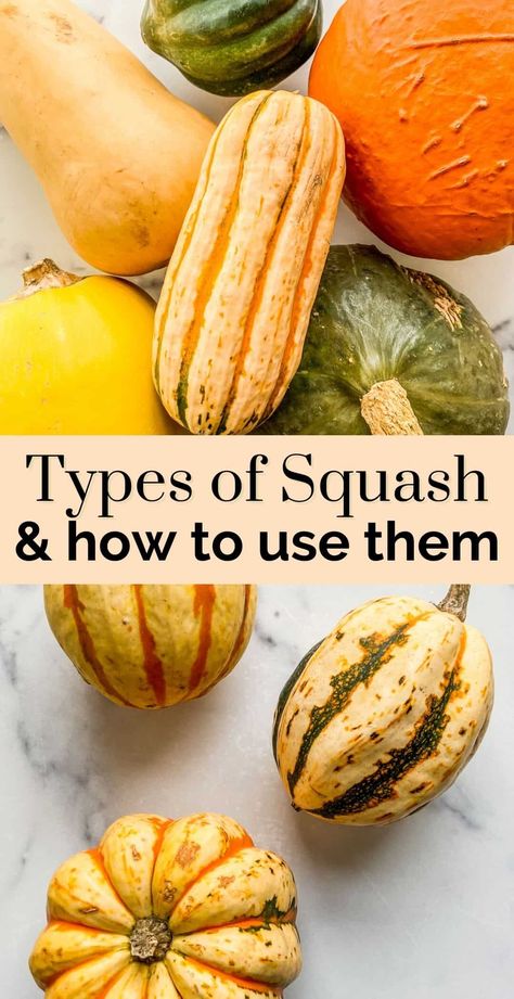 Different Kinds Of Squash How To Cook, Different Squashes Types Of, How To Use Acorn Squash, Seasonal Squash Recipes, Ways To Make Squash, Big Squash Recipes, Squashes Types Of, Recipes Using Squash Flour, Jester Squash Recipes